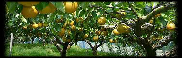 pear tree pear tree