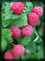 raspberry bush raspberry bush