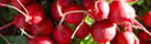 radish